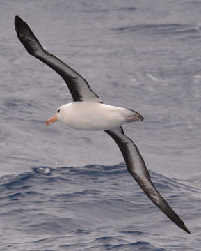 Image of Black-browed Albatross