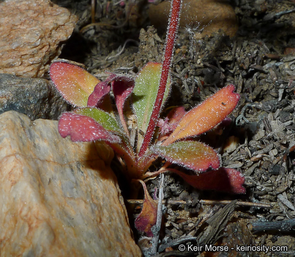 Image de Sidotheca emarginata (H. M. Hall) Reveal