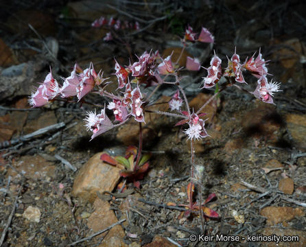 Image of whitemargin oxytheca