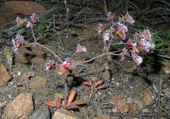 Image de Sidotheca emarginata (H. M. Hall) Reveal