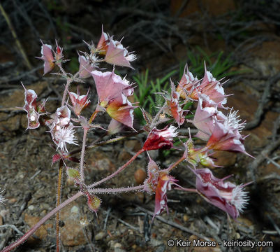 Image of whitemargin oxytheca