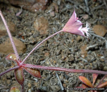 Image de Sidotheca emarginata (H. M. Hall) Reveal