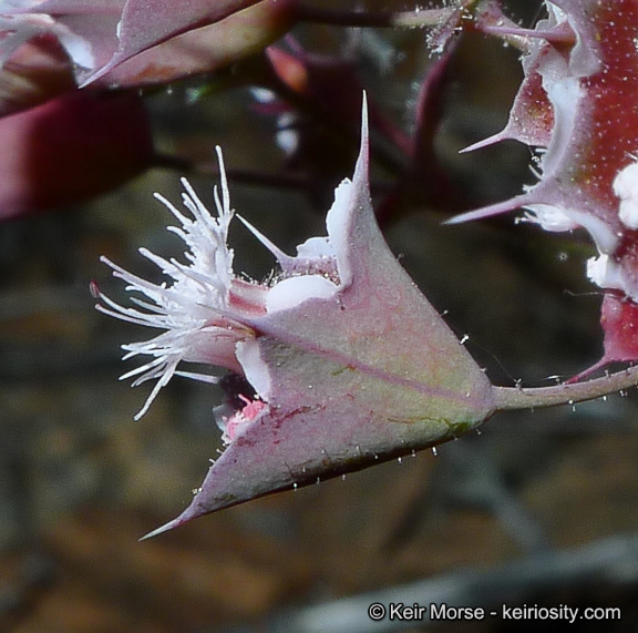 Image de Sidotheca emarginata (H. M. Hall) Reveal