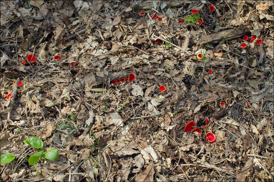 Sarcoscypha coccinea (Gray) Boud. 1885的圖片