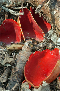 Image of Ruby elfcup