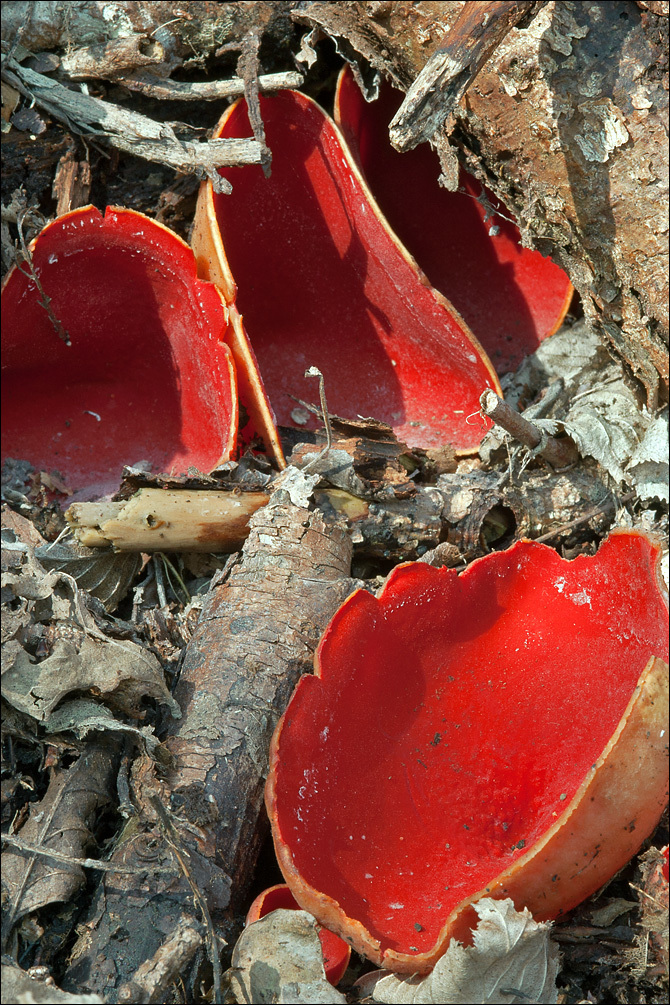 Sarcoscypha coccinea (Gray) Boud. 1885的圖片