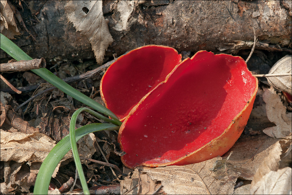 Sarcoscypha coccinea (Gray) Boud. 1885的圖片