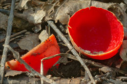 Sarcoscypha coccinea (Gray) Boud. 1885的圖片