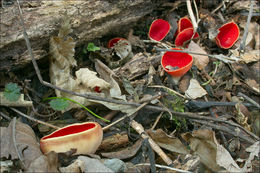 Sarcoscypha coccinea (Gray) Boud. 1885的圖片