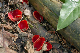 Sarcoscypha coccinea (Gray) Boud. 1885的圖片