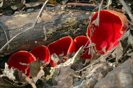 Sarcoscypha coccinea (Gray) Boud. 1885的圖片