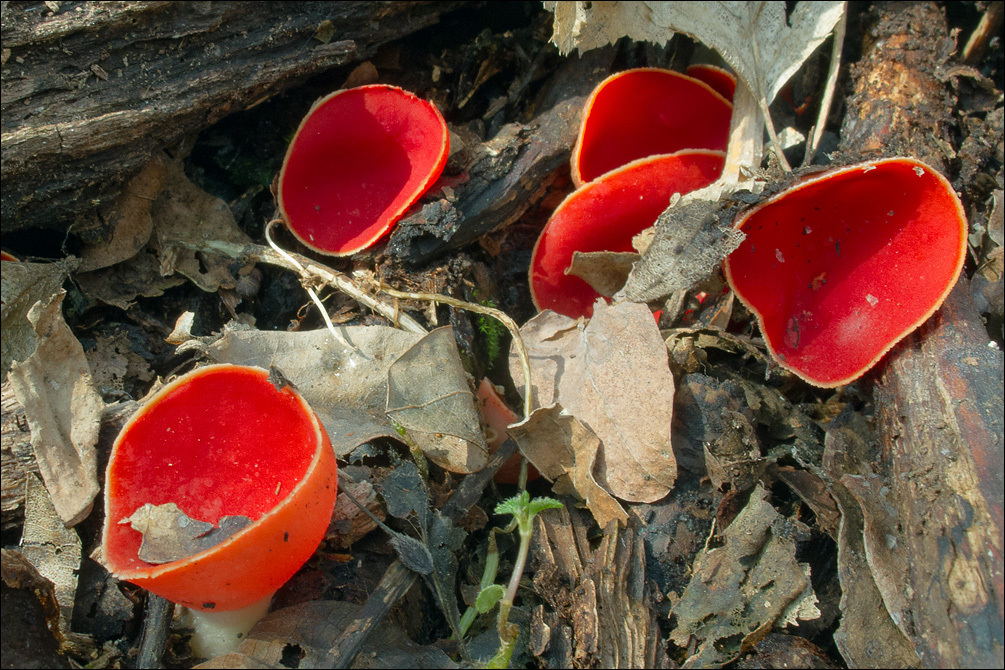 Sarcoscypha coccinea (Gray) Boud. 1885的圖片