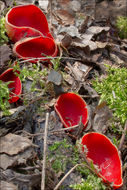 Sarcoscypha coccinea (Gray) Boud. 1885的圖片