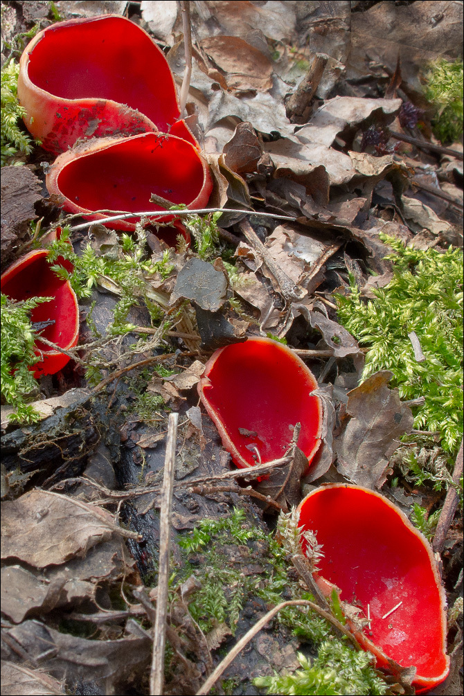 Image of Ruby elfcup