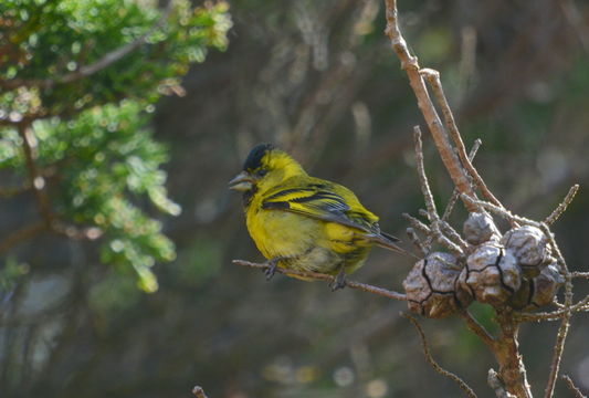 Spinus barbatus (Molina 1782)的圖片