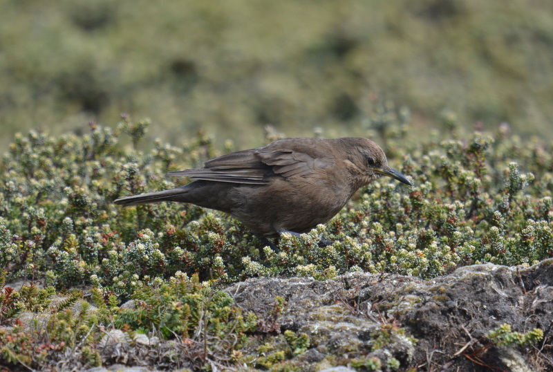 Image of Blackish Cinclodes