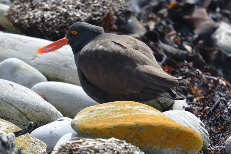 Image of Blackish Oystercatcher