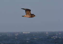 Image of Chilean Skua