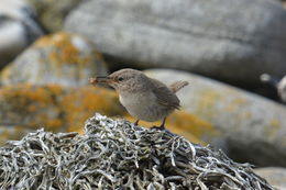 Troglodytes cobbi Chubb & C 1909 resmi