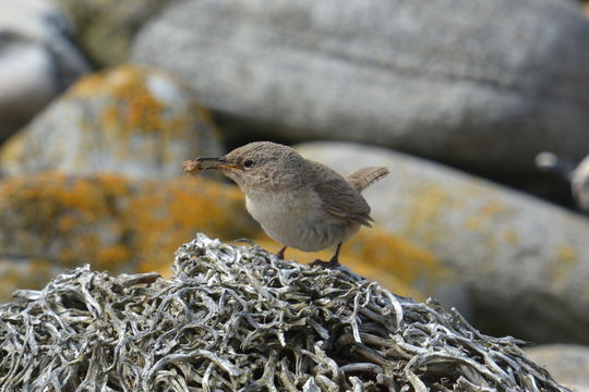 Image of Cobb's Wren