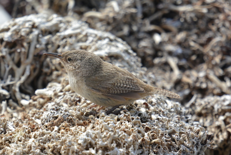 Troglodytes cobbi Chubb & C 1909 resmi