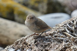 Troglodytes cobbi Chubb & C 1909 resmi