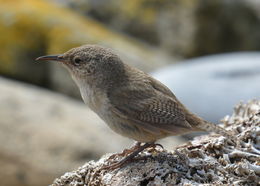 Troglodytes cobbi Chubb & C 1909 resmi