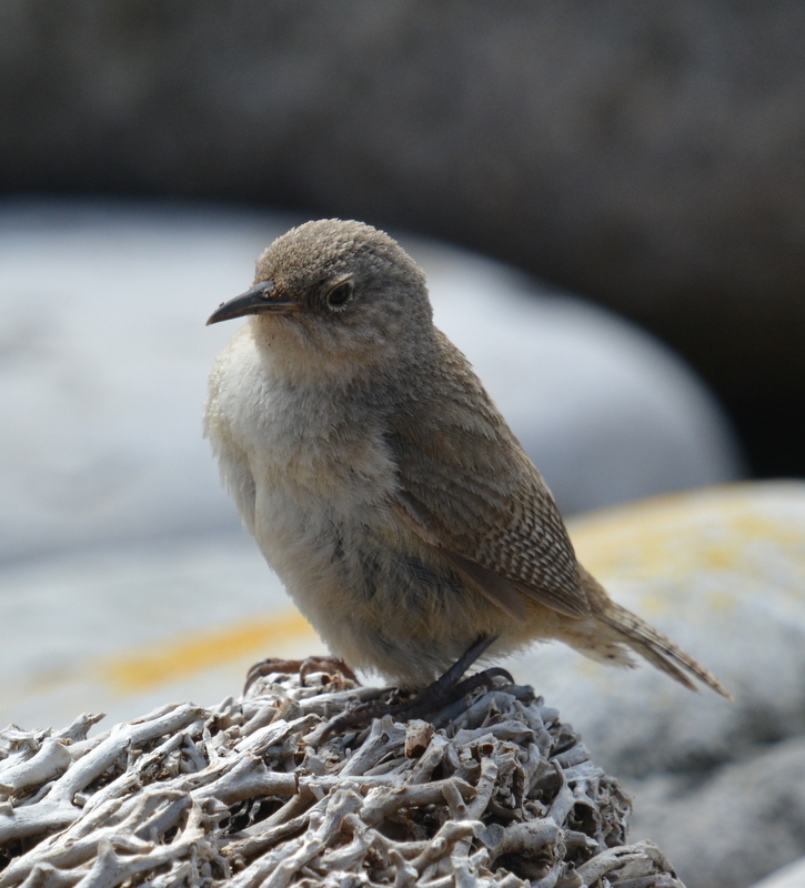 Troglodytes cobbi Chubb & C 1909 resmi