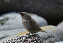 Troglodytes cobbi Chubb & C 1909 resmi