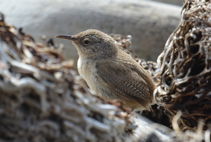 Troglodytes cobbi Chubb & C 1909 resmi