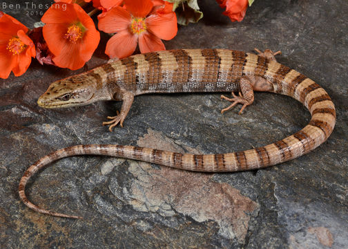 Image of Panamint Alligator Lizard