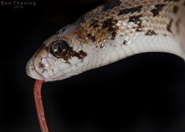 Image of Spotted Leafnose Snake