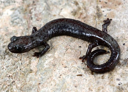 Image of Inyo Mountains Salamander