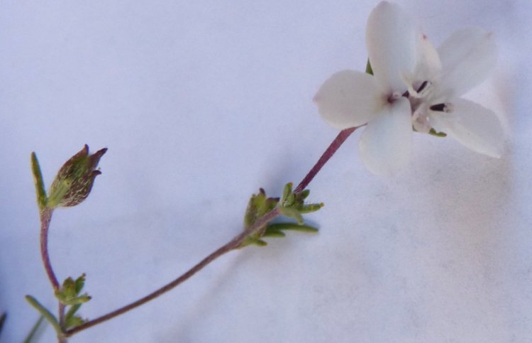 Plancia ëd Calycadenia fremontii A. Gray