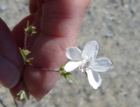 صورة Calycadenia fremontii A. Gray