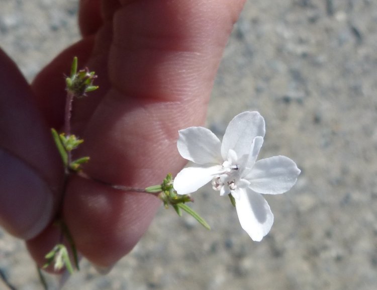 Plancia ëd Calycadenia fremontii A. Gray