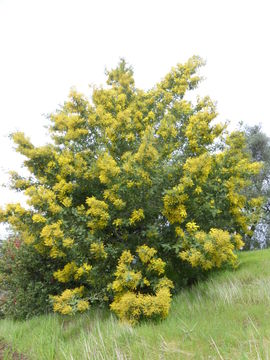 Image of Silver Wattle