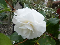 Image of camellia