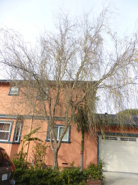 Image of Peking Willow