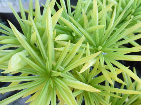 Image of Peperomia ferreyrae Yunck.