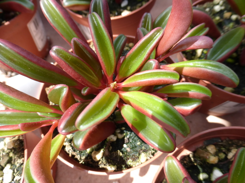 Image of Peperomia graveolens Rauh & Barthlott