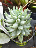 Image of Pachyphytum compactum Rose