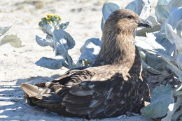 Image of Brown Skua