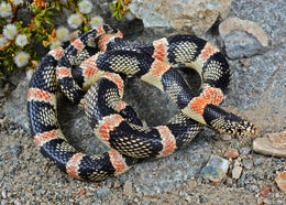 Image of Long-nosed Snake