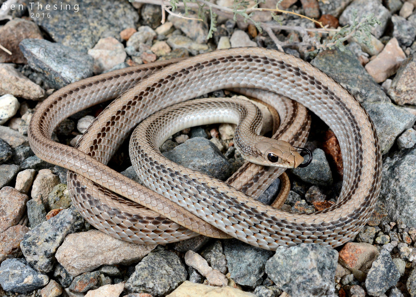 Image of Western Patch-nosed Snake