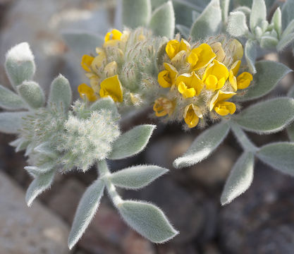 Image of <i>Acmispon argophyllus</i> var. <i>niveus</i>