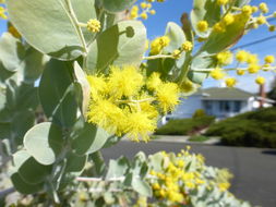 Plancia ëd Acacia podalyriifolia A. Cunn. ex G. Don