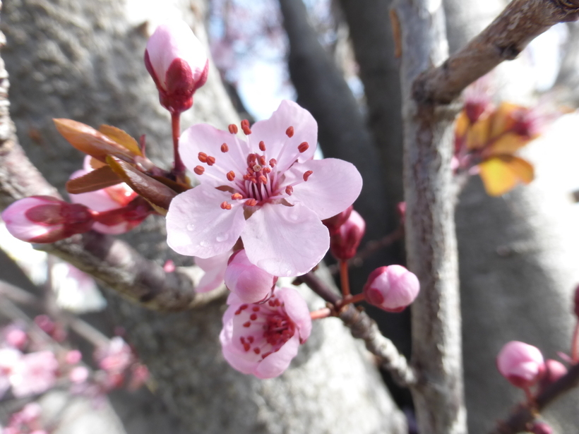 Image of Cherry Plum