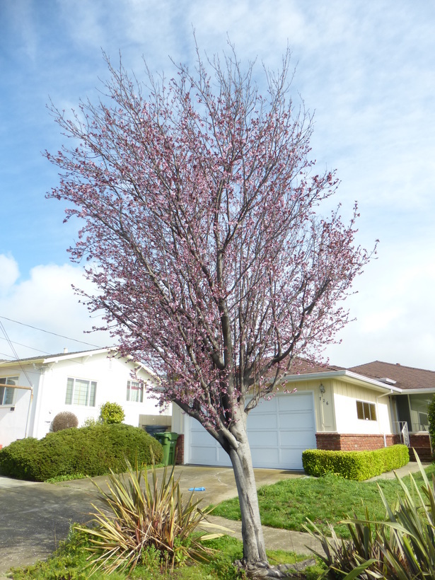 Image of Cherry Plum