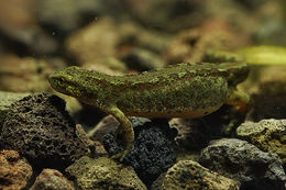 Image of Carpathian Newt